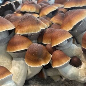 steel magnolia mushroom