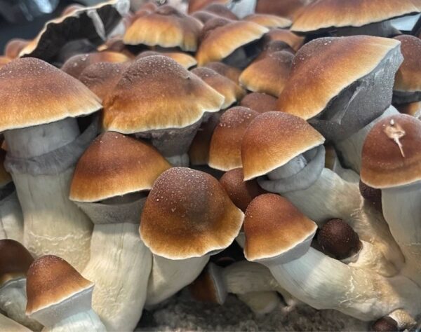 steel magnolia mushroom