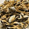lizard king mushrooms