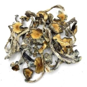 hillbilly mushroom