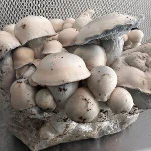 bluey vuitton mushrooms