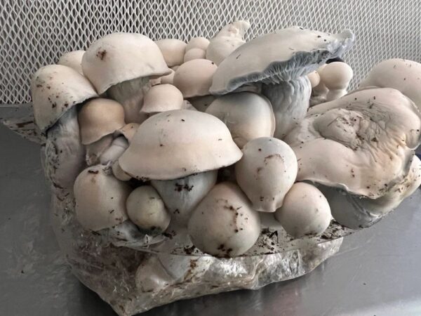 bluey vuitton mushrooms