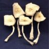 jack frost shrooms