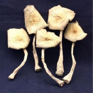 jack frost shrooms