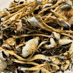 lizard king mushrooms