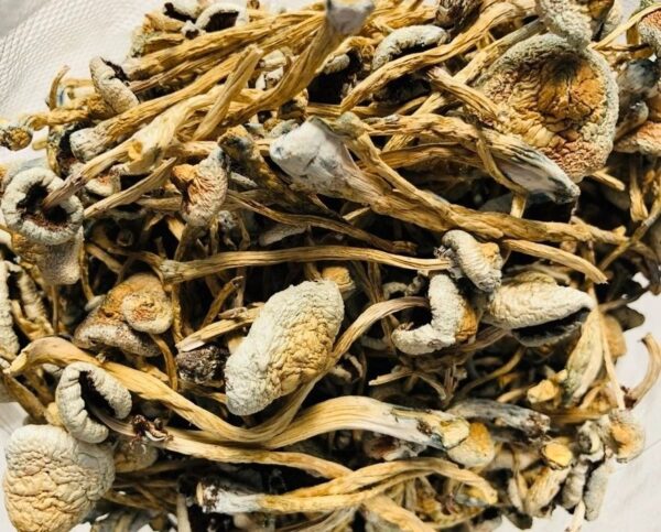 lizard king mushrooms