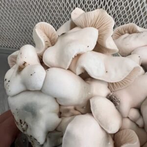 bluey vuitton mushroom