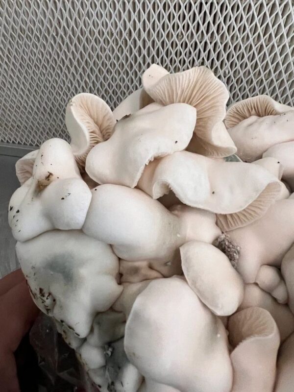 bluey vuitton mushroom