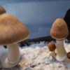jedi mind fuck mushroom