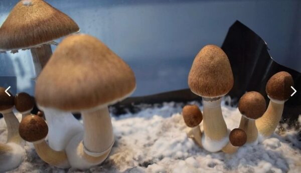 jedi mind fuck mushroom