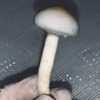 rusty white mushrooms