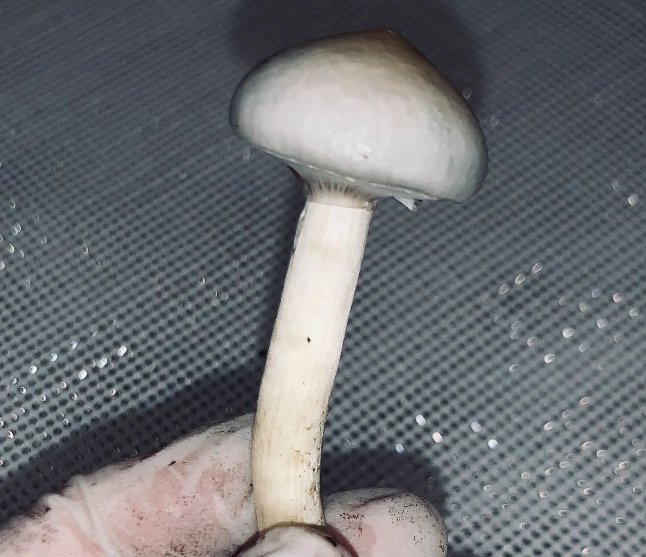 rusty white mushrooms rusty white mushrooms