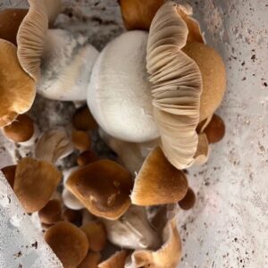 squat mac mushrooms