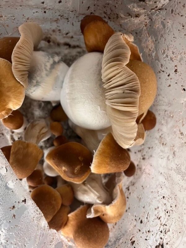squat mac mushrooms